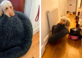 Cette chienne traîne son lit vers les gens qu'elle aime