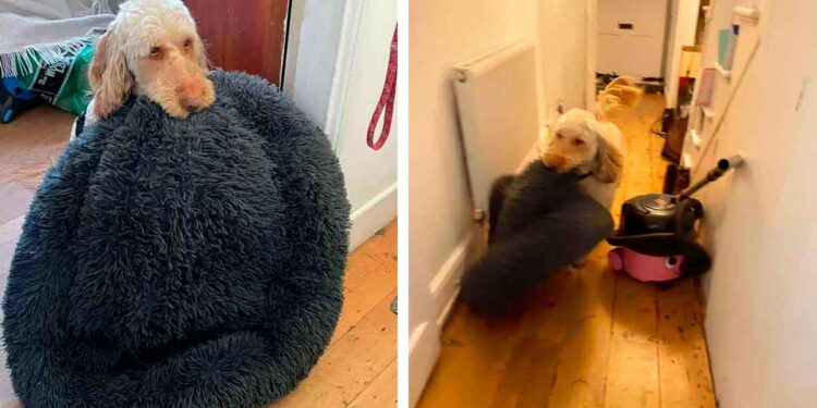 Cette chienne traîne son lit vers les gens qu'elle aime 1 Cette chienne traîne son lit vers les gens qu'elle aime