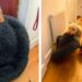 Cette chienne traîne son lit vers les gens qu'elle aime