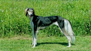Saluki