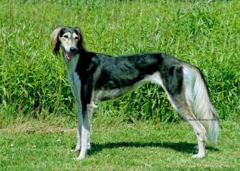 Saluki 6 Chien Saluki