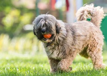 Terrier tibétain 25 Chien Terrier tibétain