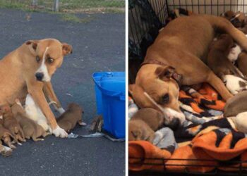 Chienne parking Dory neuf chiots abandonnés