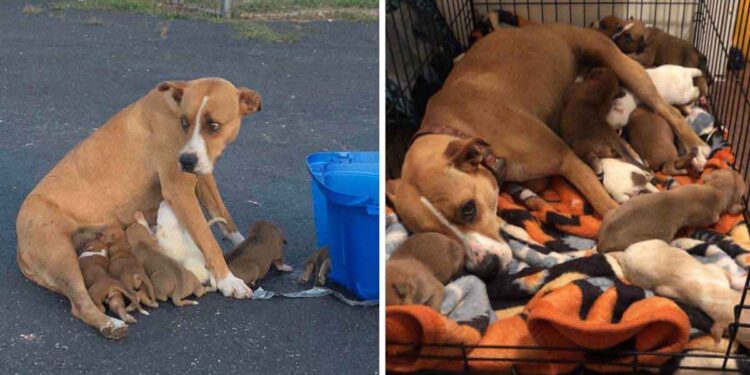 Chienne parking Dory neuf chiots abandonnés