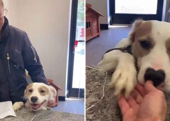 Chienne refuge cœur brisé joie adoptée