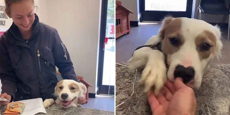 Chienne refuge cœur brisé joie adoptée