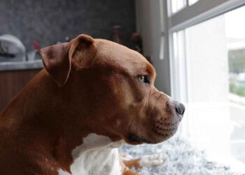 Comment comprendre un chien ? 10 Comment comprendre votre chien