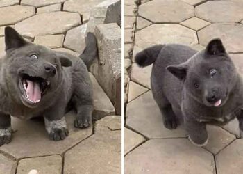 Dui chiot vietnam ressemblant à un chat