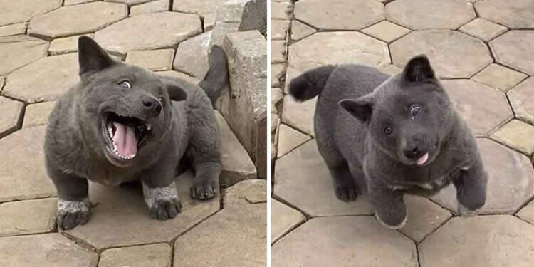 Dui chiot vietnam ressemblant à un chat