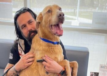 Homme retrouve chien perdu 5 ans 1320 km