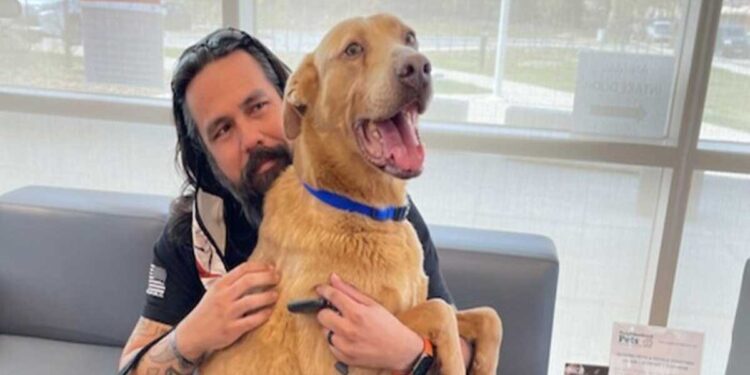 Homme retrouve chien perdu 5 ans 1320 km