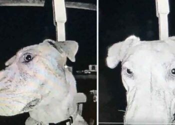 Le chien perdu rentre chez lui tout seul et sonne à 3 heures du matin