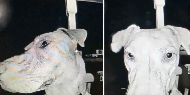 Le chien perdu rentre chez lui tout seul et sonne à 3 heures du matin