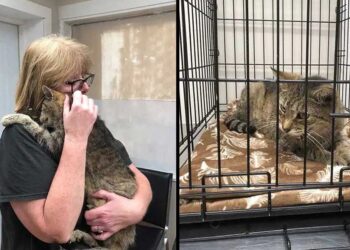 Le moment tendre où un chat retrouve son maître après 11 ans