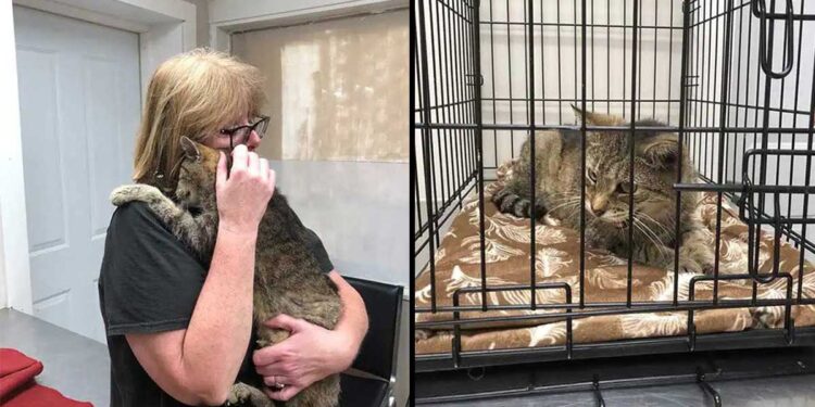 Le moment tendre où un chat retrouve son maître après 11 ans