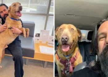 Michael Joy homme retrouve chien perdu 4 ans plus tard