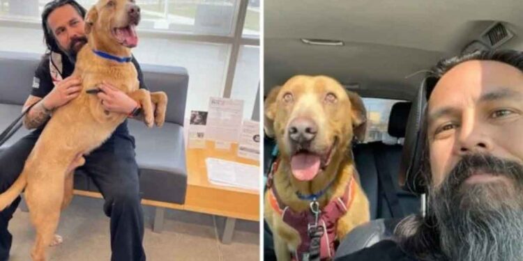 Michael Joy homme retrouve chien perdu 4 ans plus tard