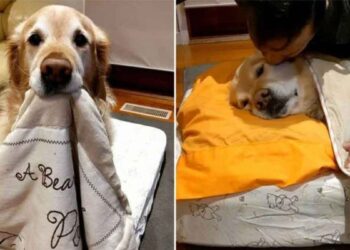 Papa qui ne voulait pas de chien le borde maintenant pour une sieste