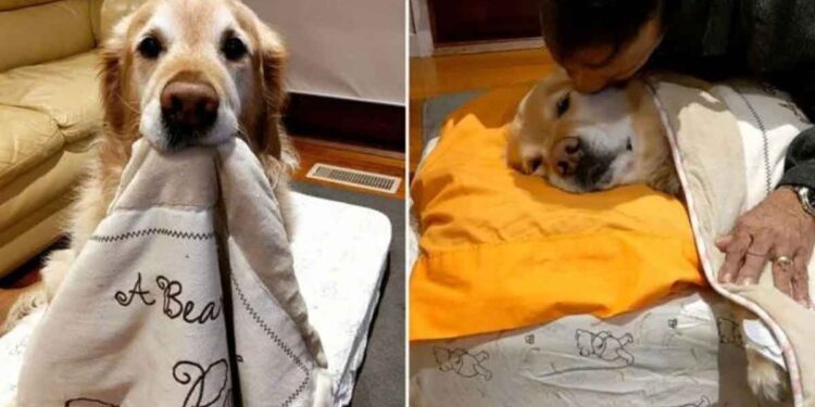 Papa qui ne voulait pas de chien le borde maintenant pour une sieste