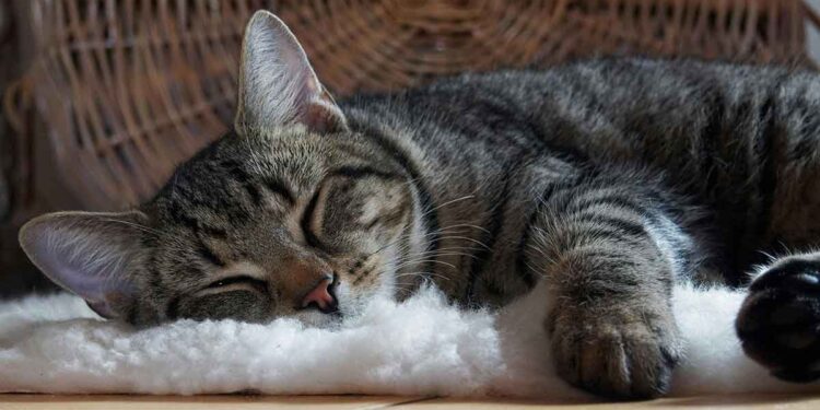 Sommeil du chat – Caractéristiques et faits 1 Sommeil chat Caractéristiques faits