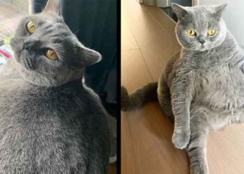 Un chat aussi rond qu'une balle devait être euthanasié en raison de son état