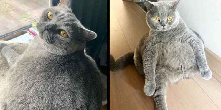 Un chat aussi rond qu'une balle devait être euthanasié en raison de son état 1 Un chat aussi rond qu'une balle devait être euthanasié en raison de son état