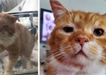 Un chat se présente à la porte et demande à entrer après avoir passé des années dans la rue