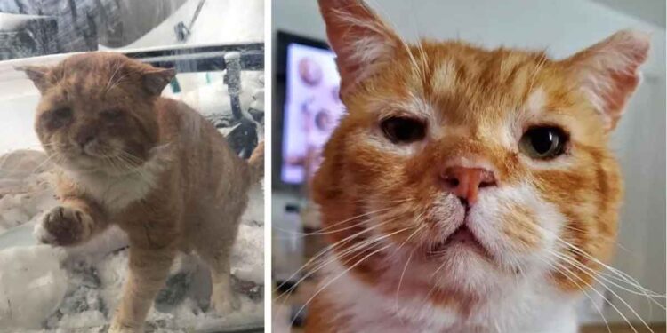 Un chat se présente à la porte et demande à entrer après avoir passé des années dans la rue 1 Un chat se présente à la porte et demande à entrer après avoir passé des années dans la rue