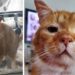 Un chat se présente à la porte et demande à entrer après avoir passé des années dans la rue