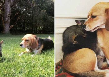 Un chien beagle adopte opossum perdu chiots