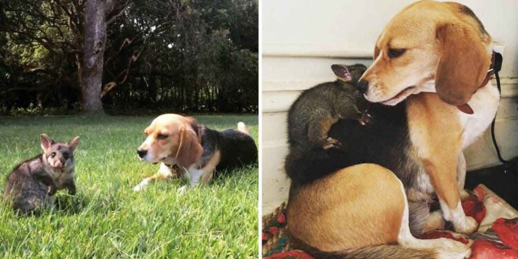 Un chien beagle adopte opossum perdu chiots