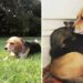 Un chien beagle adopte opossum perdu chiots