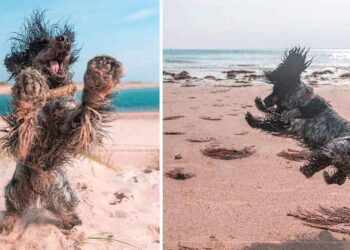 Un chien montre à tout le monde combien il aime aller à la plage