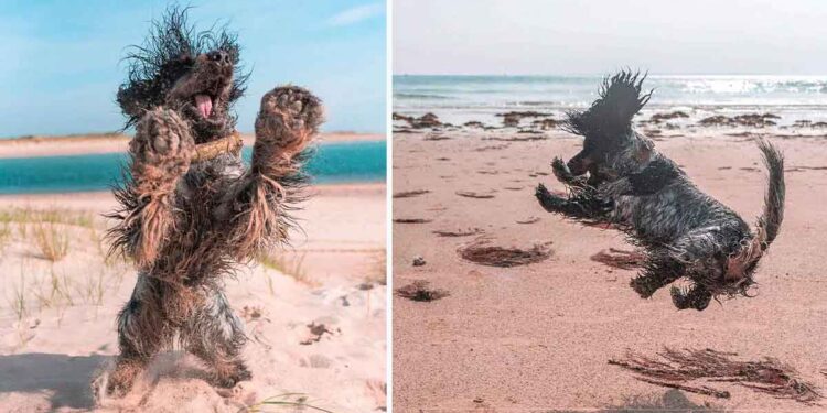 Un chien montre à tout le monde combien il aime aller à la plage