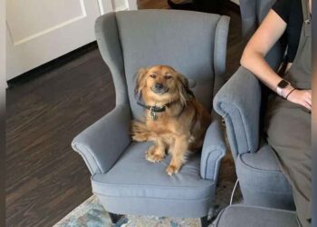 Un chien n'arrête pas de sourire après avoir eu une chaise assortie à celle de sa propriétaire