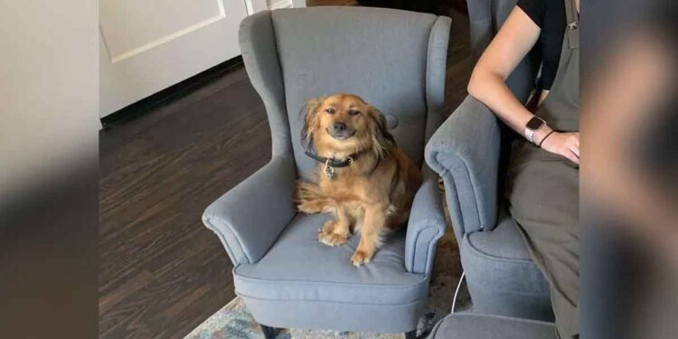 Un chien n'arrête pas de sourire après avoir eu une chaise assortie à celle de sa propriétaire 1 Un chien n'arrête pas de sourire après avoir eu une chaise assortie à celle de sa propriétaire