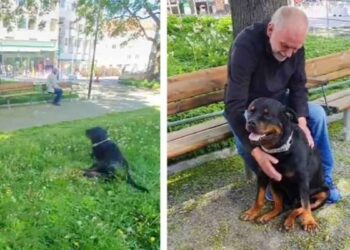 Un gentil rottweiler console un homme qui a récemment perdu son chien