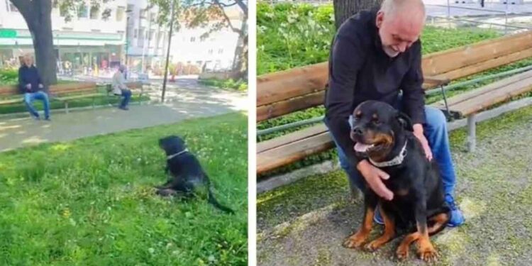 Un gentil rottweiler console un homme qui a récemment perdu son chien 1 Un gentil rottweiler console un homme qui a récemment perdu son chien
