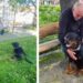 Un gentil rottweiler console un homme qui a récemment perdu son chien