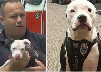Un pompier a sauvé un chiot et a changé sa vie pour toujours