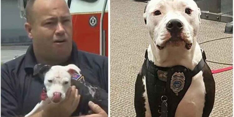 Un pompier a sauvé un chiot et a changé sa vie pour toujours