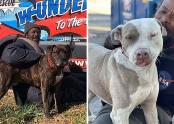 Un sans-abri surnommé «l'ange gardien» après avoir sauvé 16 animaux