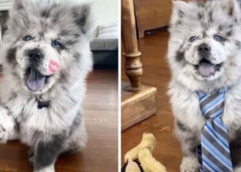 adorable chow chow Chief chien de thérapie The Oreo Cloud