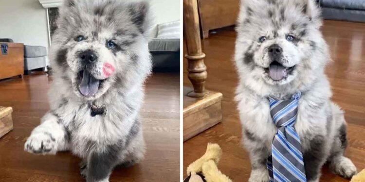 adorable chow chow Chief chien de thérapie The Oreo Cloud