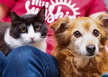 chat ami chien fait adopter par sa famille