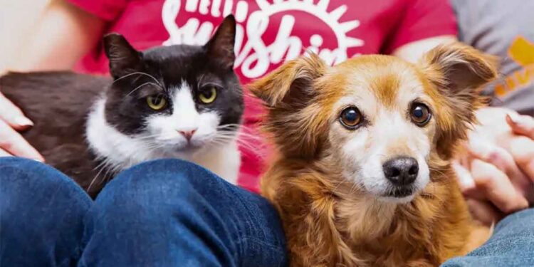 chat ami chien fait adopter par sa famille