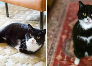 chat deux pattes inspire gens adopter animaux besoins spéciaux