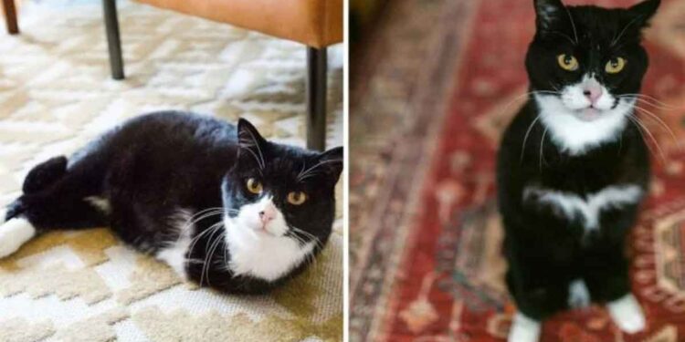 chat deux pattes inspire gens adopter animaux besoins spéciaux