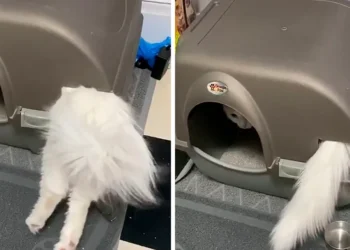 chat ne comprend pas comment fonctionne le bac à litière