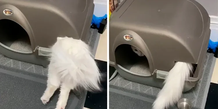 chat ne comprend pas comment fonctionne le bac à litière